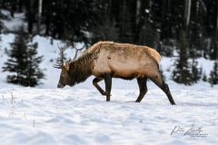 Young Bull Elk (Wapiti), (Cervus canadensis)feeding after first winter snow, Minnewanka loop, Banff National Park, Alberta, Canada