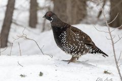 Spruce grouse (Falcipennis canadensis) forraging in snow, Spray Lakes Provincial Park, Kananaskis Country, Alberta, Canada