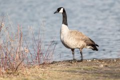 Canada goose (Branta canadensis), Princess Island Park, Calgary, Alberta, Canada