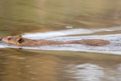 American beaver (Castor canadensis), Princess Island Park, Calgary, Alberta, Canada