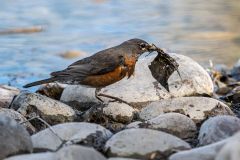 American robin (Turdus migratorius) colecting nesting material, Carburn Park, Calgary, Alberta, Canada