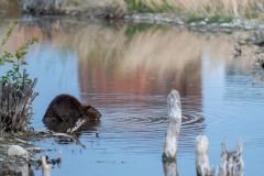 American beaver (Castor canadensis) feeding at edge of pond, Prince's Island Park, Calgary, Alberta, Canada