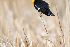 Yellow-headed blackbird (Xanthocephalus xanthocephalus) perched in rushes, Frank Lake, Alberta, Canada