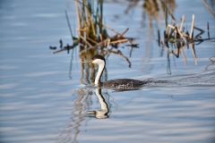 Western grebe (Aechmophorus occidentalis) swimming, Frank Lake, Alberta, Canada