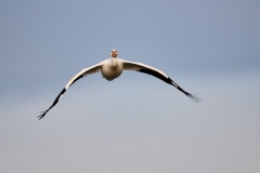 American white pelican (Pelecanus erythrorhynchos) in flight, Frank Lake, Alberta, Canada