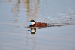 Ruddy duck (Oxyura jamaicensis) swimming, Frank Lake, Alberta, Canada