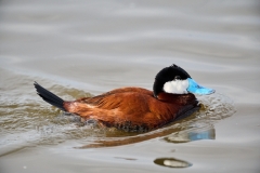 Ruddy duck (Oxyura jamaicensis) swimming, Frank Lake, Alberta, Canada