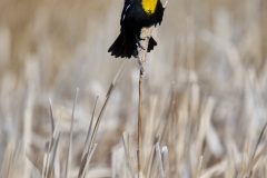 Yellow-headed blackbird (Xanthocephalus xanthocephalus), Frank Lake, Alberta, Canada