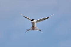 Forster’s tern (Sterna forsteri), Frank Lake, Alberta, Canada
