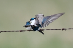 Tree swallows (Tachycineta bicolor) mating, Frank Lake, Alberta, Canada