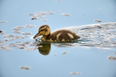 Duckling swimming, Prince's Island Park, Alberta, Canada