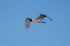 Great blue heron (Ardea herodias) in flight Frank Lake, Alberta, Canada
