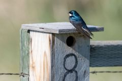 Tree swallow (Tachycineta bicolor) at nest box, Frank Lake, Alberta, Canada