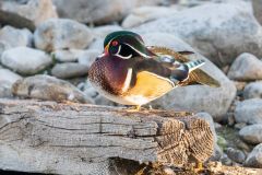 Wood duck (Aix sponsa), Inglewood Bird Sanctuary, Calgary, Alberta, Canada
