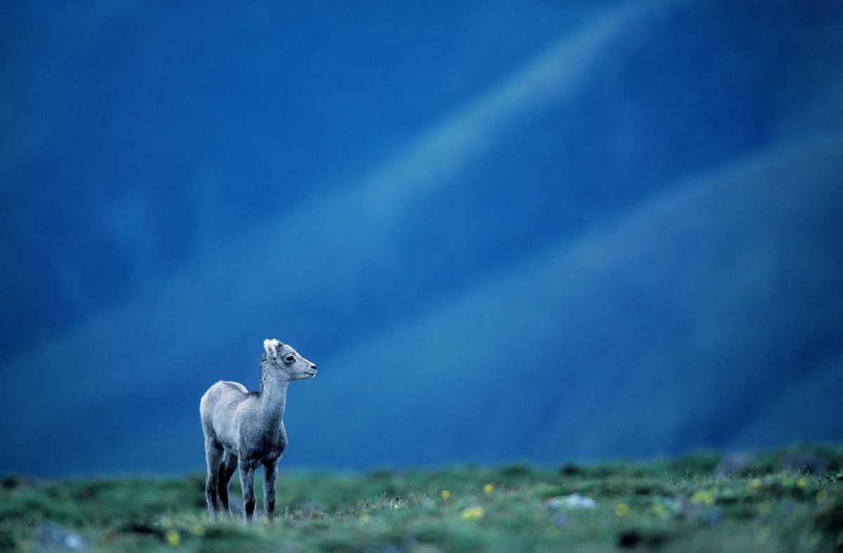 Dall's Sheep (Stone Sheep) (Ovis dalli) lamb, Muskwa-Kechika, British Columbia, Canada