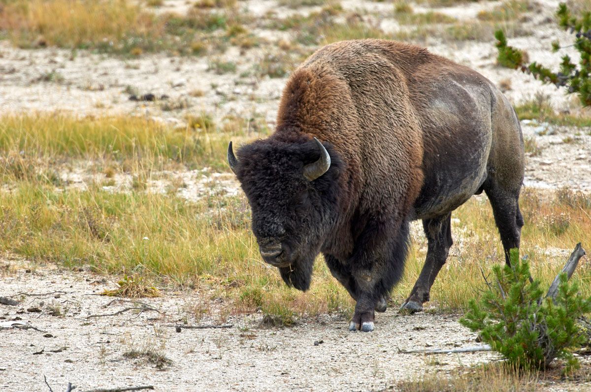 American-bison-