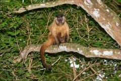 Black Howler Monkey (Alouatta caraya), Araras Ecolodge, Mato Grosso, Brazil (Photo: Peter Llewellyn)