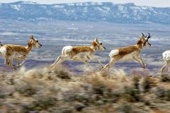 Pronghorn-antelope-running-