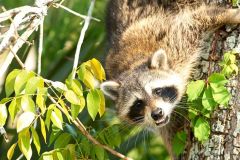 Raccoon-