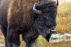 American Bison (Bison bison), Yellowstone National Park, Wyoming, USA
