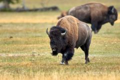 American Bison (Bison bison), Yellowstone National Park, Wyoming, USA Photo: Peter Llewellyn