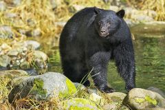 Black Bear (Ursus americanus), Thornton Creek, Ucluelet , British Columbia, Canada