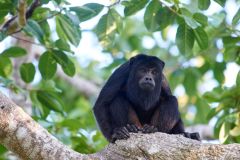 Black Howler Monkey (Alouatta caraya) male, The Pantanal, Mato Grosso, Brazil