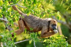 Black Howler Monkey (Alouatta caraya) female, The Pantanal, Mato Grosso, Brazil