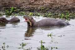 Giant River Otter (Pteronura brasiliensis), The Pantanal, Mato Grosso, Brazil
