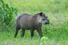 Brazilian Tapir (Tapirus terrestris) AKA South American Tapir, The Pantanal, Mato Grosso, Brazil Photo by: Peter Llewellyn
