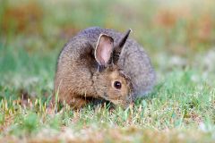 Snowshoe hare (lepus americanus) feeding on grasses, Cherry Hill, Nova Scotia, Canada,