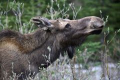Moose (Alces americanus) feeding on willow shoots, Peter Lougheed Provincial Park, Kananaskis Country, Alberta, Canada