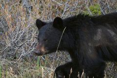 Young American black bear (Ursus americanus), Spary Valley Provincial Park, Kananaskis Country, Alberta, Canada