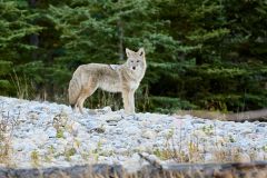 Coyote (Canis latrans), Bow River, Canmore, Alberta, Canada,