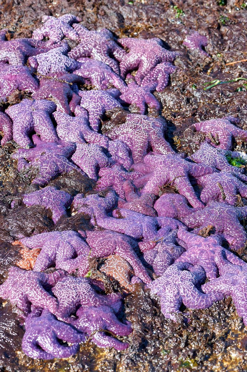 Purple Sea Star, Ochre Sea Star (Pisaster ochraceus), Drumbeg Provincial Park, Gabriola Island , British Columbia, Canada
