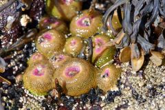 Aggregating anemone (Anthoplura elegantissima), Orlebar Point, Gabriola Island , British Columbia, Canada