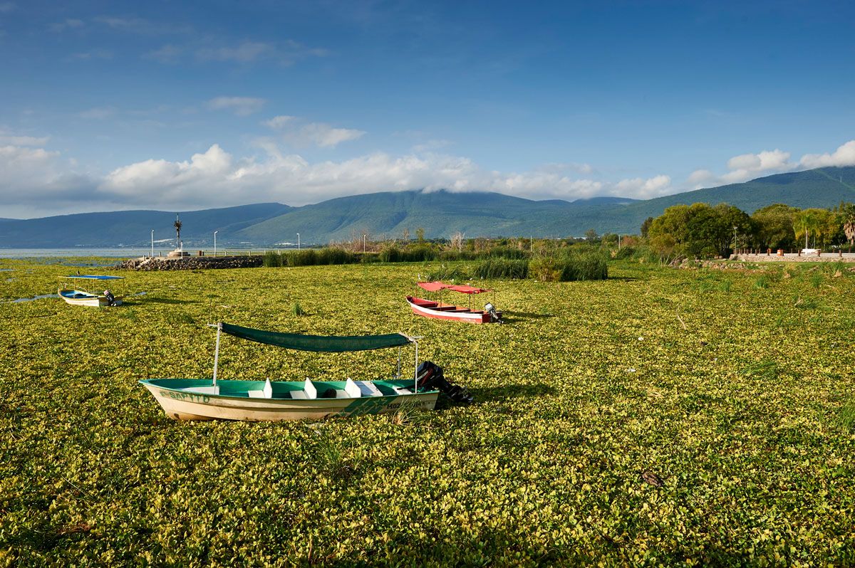 Invasive species water hyacinths (Eichhornia crassipes) blanket Lake Chapala, Jalisco, Mexico. Despite extensive efforts by the Jalisco Government over a number of years to eradicate this introduced species it continues to spread, 2018 proving worse than ever causing flooding by blocking canals, ditches and pipes and decreasing dissolved oxygen endangering local fish stocks.