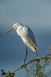 Snowy egret (Egretta thula) perched in tree watching for fish in the shallows of Lake Chapala,