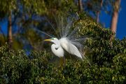 Great Egret (Ardea alba) in breeding plumage perched in a tree at edge of Lake Chapala, Jocotopec, Jalisco, Mexico