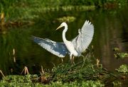 Great Egret (Ardea alba) makes a landing Lake Chapala, Jocotopec, Jalisco, Mexico