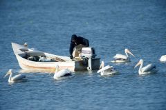 American White Pelicans (Pelecanus erythrorhynchos) swimming beside fishing boat Lake Chapala, Jalisco, Mexico
