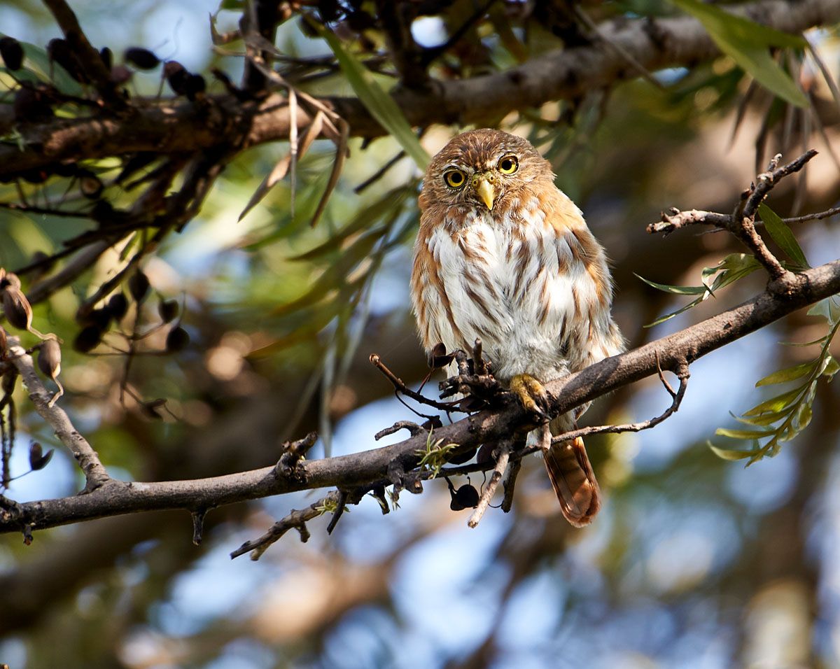 Ferruginous Pygmy Owl (Glaucidium brasilianum) perched in a tree, Jocotopec, Jalisco, Mexico