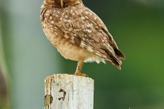 Burrowing Owl (Athene cunicularia), Sucandi, Suzano, Sao Paulo, Brazil (Photo: Peter Llewellyn)