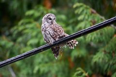 Barred Owl (Strix varia), sitting on power wire Gabriola , British Columbia, Canada