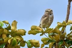 Burrowing Owl (Athene cunicularia) perched on tree branch, Chapada dos Guimaraes , Matto Groso, Brazil