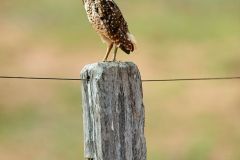 Burrowing Owl (Athene cunicularia), perched on fence post, Mato Grosso, Brazil