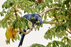 Hyacinth Macaw (Anodorhynchus hyacinthinus), Araras Ecolodge, Mato Grosso, Brazil (Photo: Peter Llewellyn)