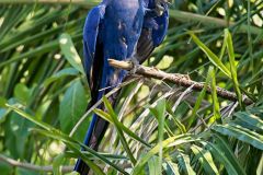 Hyacinth Macaw (Anodorhynchus hyacinthinus) feeding on a palm nut, The Pantanal, Mato Grosso, Brazil