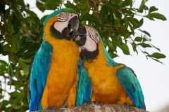 Blue-and-yellow Macaw (Ara ararauna), The Pantanal, Mato Grosso, Brazil