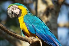 Blue-and-yellow Macaw (Ara ararauna),  The Pantanal, Mato Grosso, Brazil